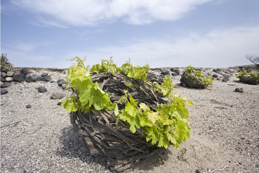 The 7 Best Wineries to Explore in Santorini - Avantis - Kamari Tours Excursions