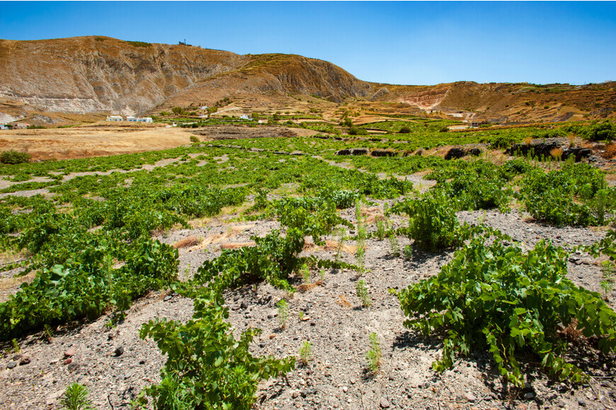 The 7 Best Wineries to Explore in Santorini - Estate Argyros - Kamari Tours Excursions